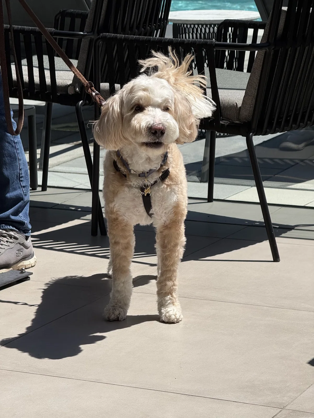 黒いパティオチェアの横にリードに繋がれたオリジナルのクリーム色の犬